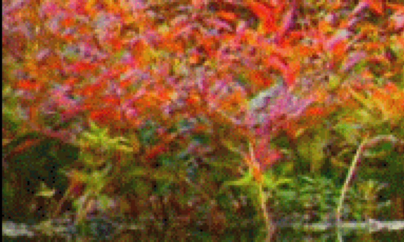 Gooien met biertonnen