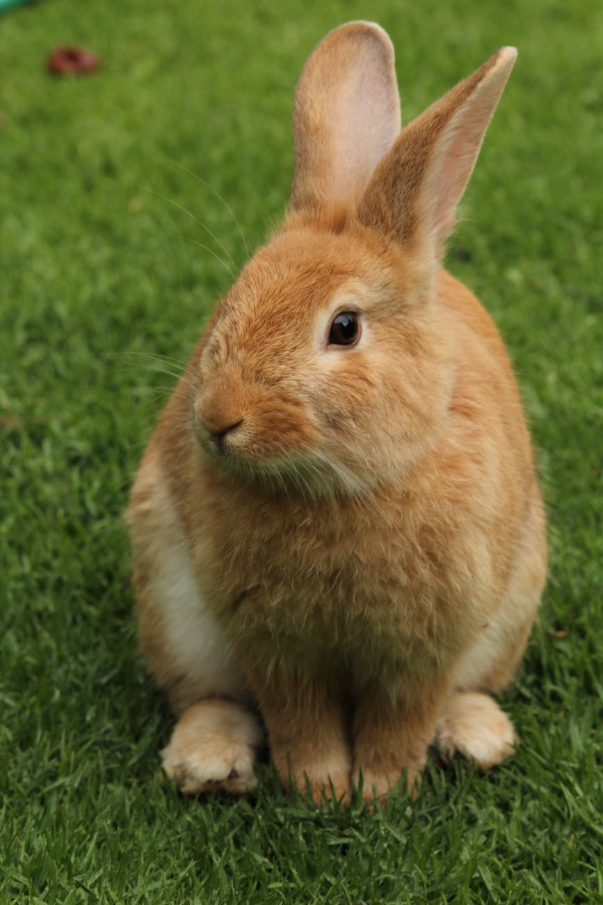 close up of rabbit on field