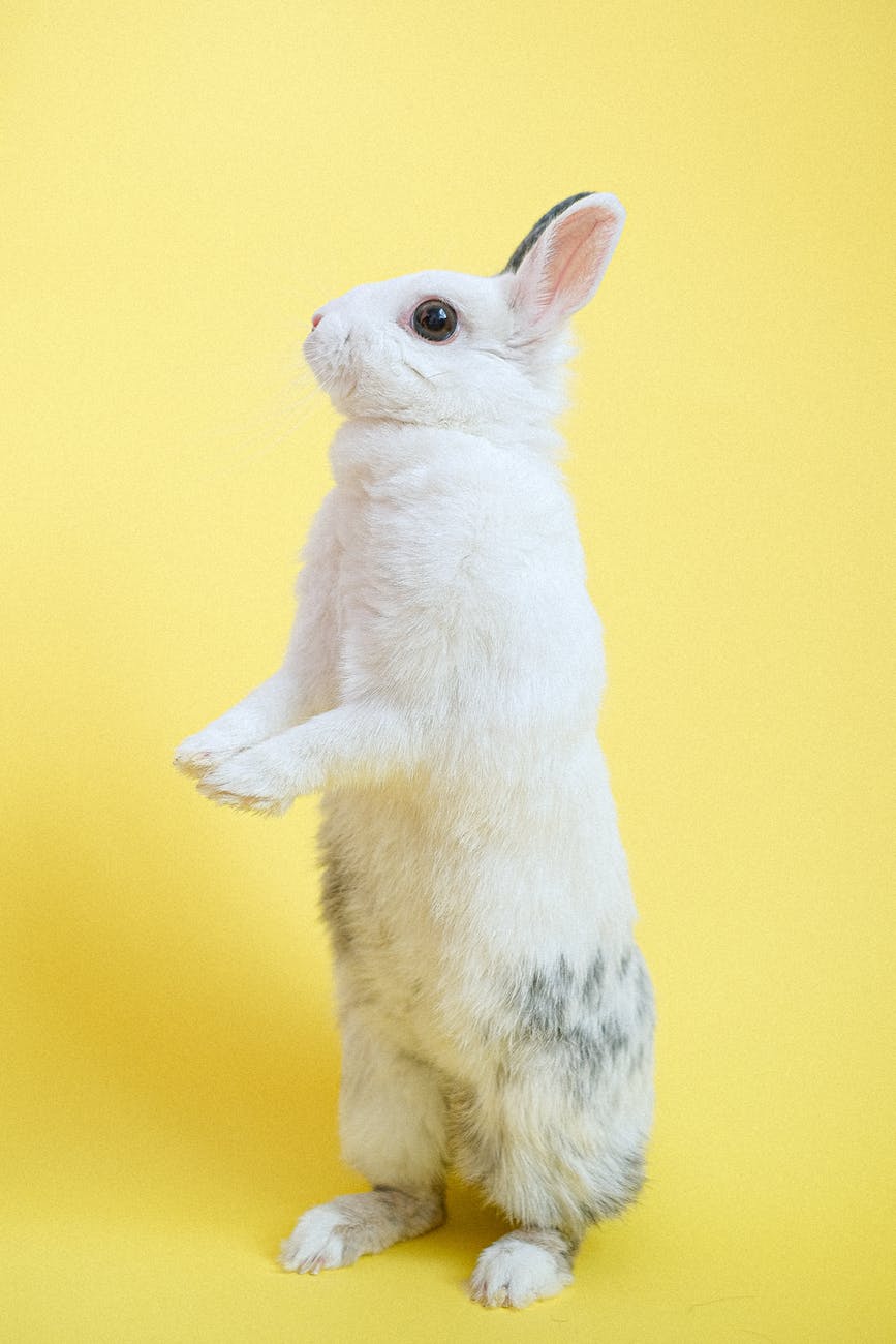 rabbit standing on two legs